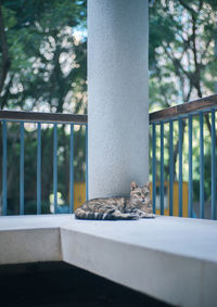 Cat relaxing on tree trunk