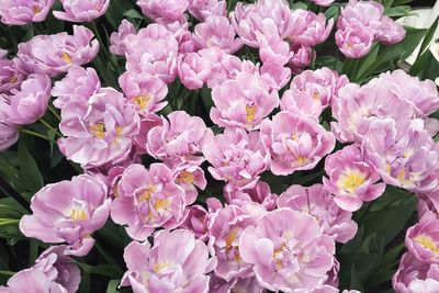 High angle view of pink flowering plants
