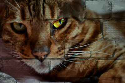 Close-up portrait of tabby