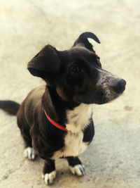 Close-up of dog looking away