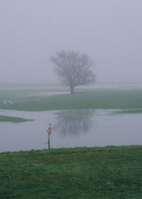 Tree growing on wetland during foggy weather