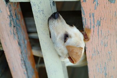 Close-up portrait of a horse
