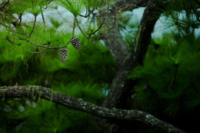 Close-up of butterfly on tree in forest