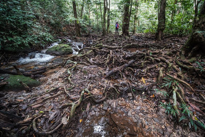 Rear view of girl standing in forest