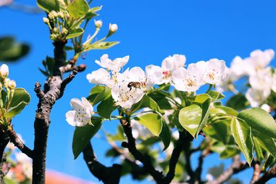 Close-up of insect on cherry blossom