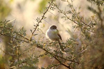 Bird perching on branch