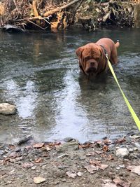 Dog standing in a lake