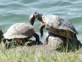 View of turtles by the lake