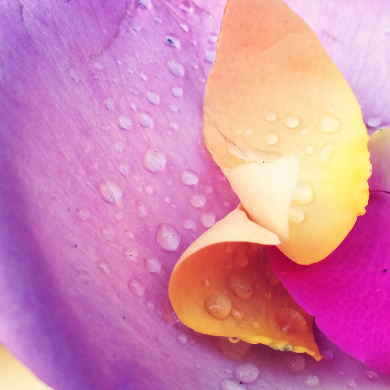 CLOSE-UP OF WATER DROPS ON PINK ROSE