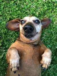 Portrait of dog on grass