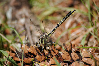 Close-up of butterfly on plant