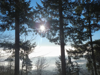 Sun shining through trees