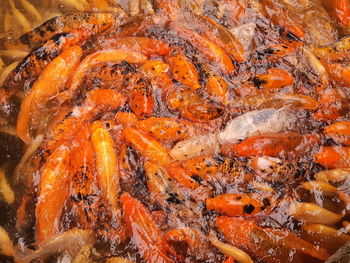 High angle view of fish swimming in water