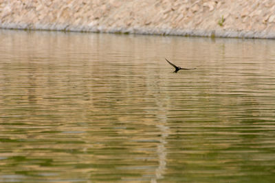 Bird flying over lake