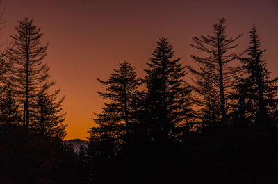 Silhouette pine trees against sky during sunset