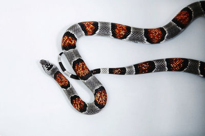 High angle view of corn snake on white background
