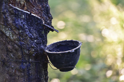 Close-up of bird perching on tree trunk