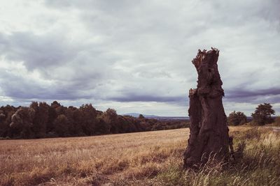 Tree on field against sky