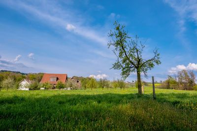 Plants growing on field against sky