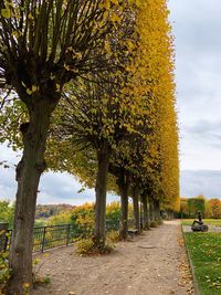 Trees in park during autumn