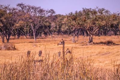 Giraffes on savannah