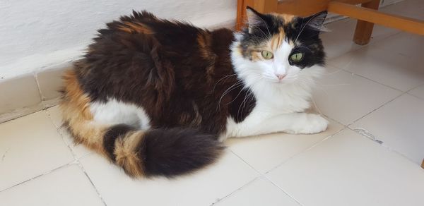 Portrait of cat relaxing on floor at home