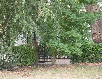 Trees growing in garden