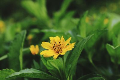 Close-up of yellow flower blooming outdoors