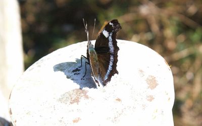 Close-up of butterfly perching outdoors