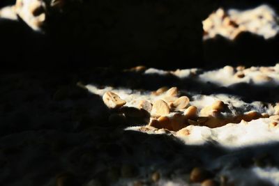 Close-up of leaf