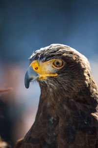 Close-up of a bird