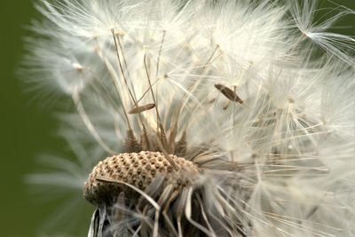 Close-up of dandelion on plant