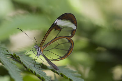 Close-up of insect on leaf