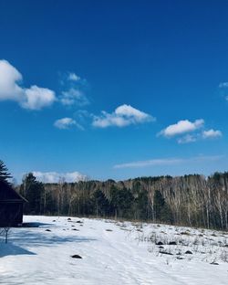 Trees on field against blue sky during winter