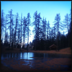 Bare trees by lake