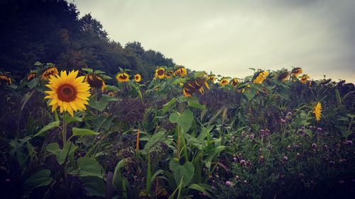 Sunflowers blooming on field against sky