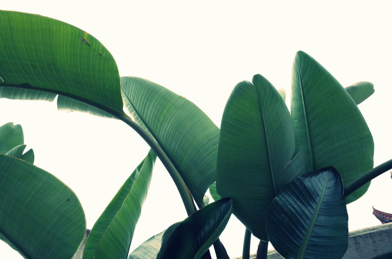 LOW ANGLE VIEW OF PLANT LEAVES AGAINST SKY