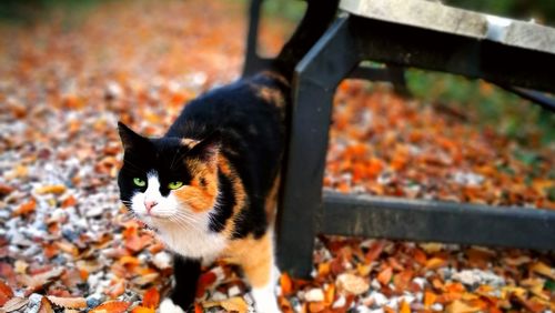 Close-up of cat sitting on autumn leaves