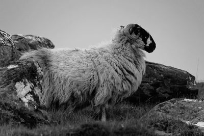 Sheep on grassy field
