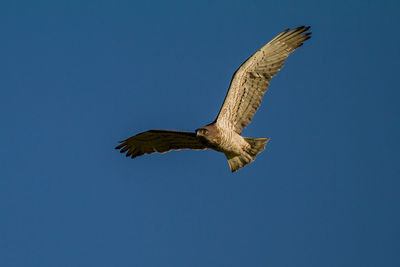 Low angle view of eagle flying against clear blue sky