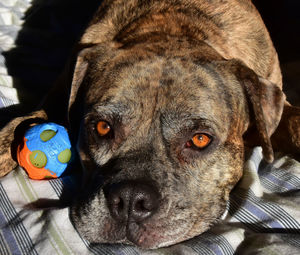 Close-up portrait of a dog