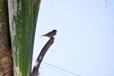 Low angle view of bird perching on wooden post