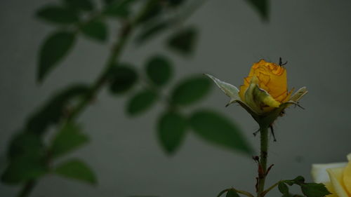 Close-up of insect on yellow flower