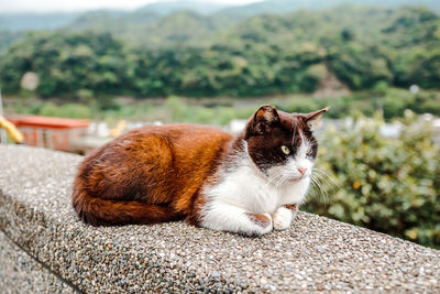 View of a cat looking away