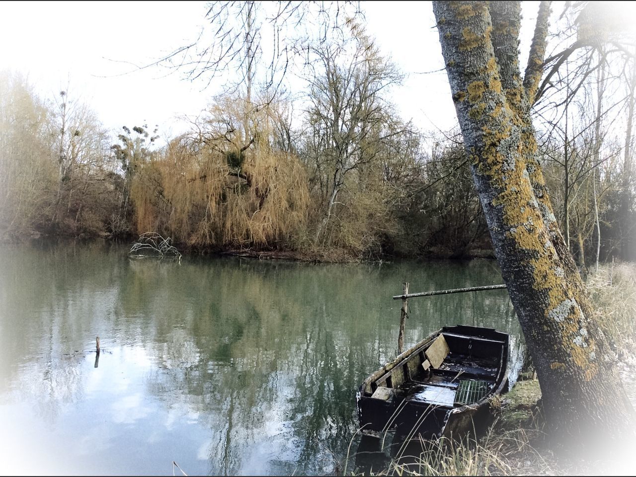 tree, water, lake, nature, reflection, no people, day, outdoors, growth, scenics, tranquility, sky, beauty in nature, animal themes