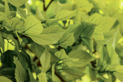 Close-up of green leaves