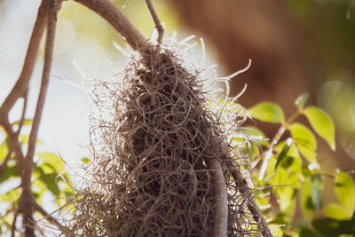 Close-up of plant in nest