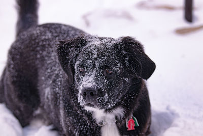 Dog in the snow