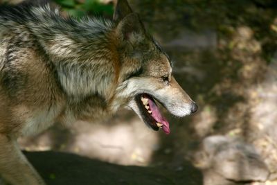 Close-up of dog looking away