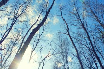 Low angle view of trees against sky